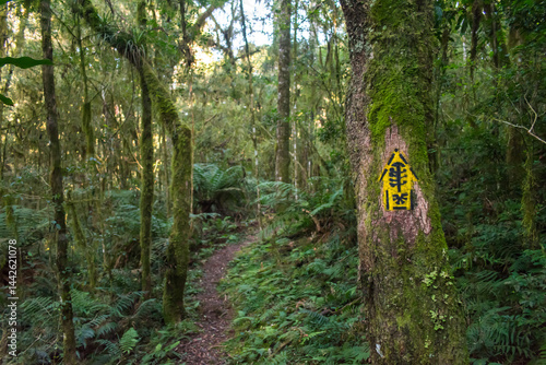 Obraz na płótnie Hiking path in an Araucaria moist forest at the National Forest of Canela (FLONA) - Canela, South of Brazil w salonie