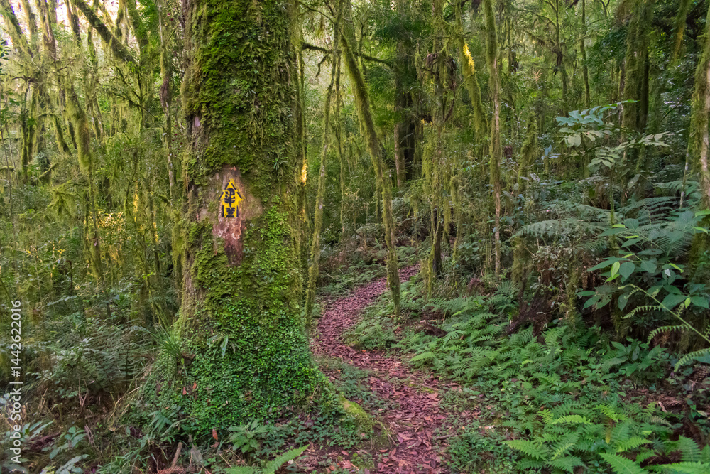 Hiking path in an Araucaria moist forest at the National Forest of Canela (FLONA) - Canela, South of Brazil