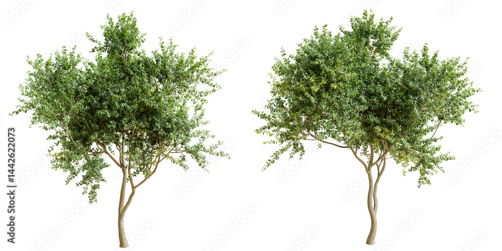 Obraz premium Eucalyptus tree isolated on transparent background. 3D render.
