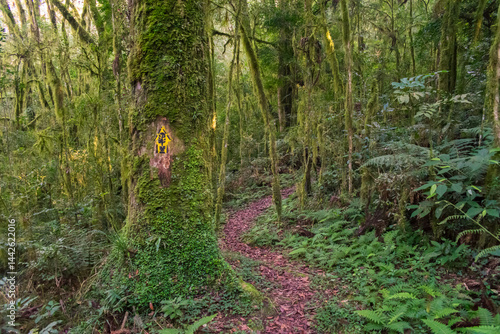 Obraz na płótnie Hiking path in an Araucaria moist forest at the National Forest of Canela (FLONA) - Canela, South of Brazil w salonie