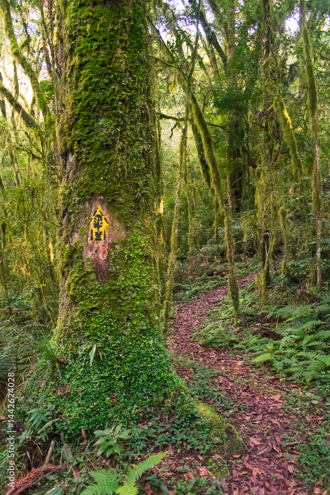 Hiking path in an Araucaria moist forest at the National Forest of Canela (FLONA) - Canela, South of Brazil