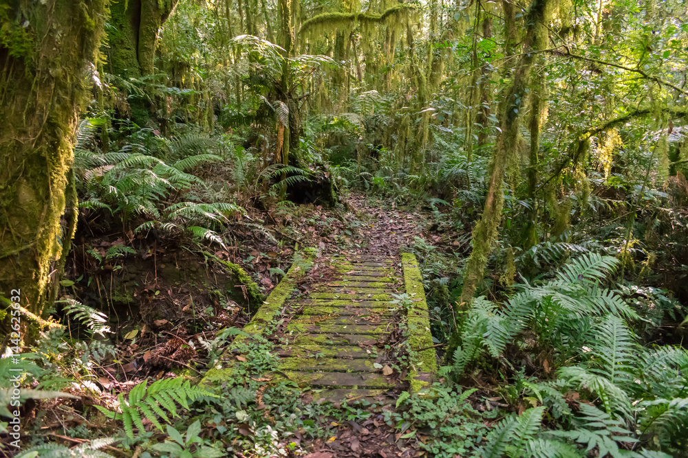Hiking path in an Araucaria moist forest at the National Forest of Canela (FLONA) - Canela, South of Brazil