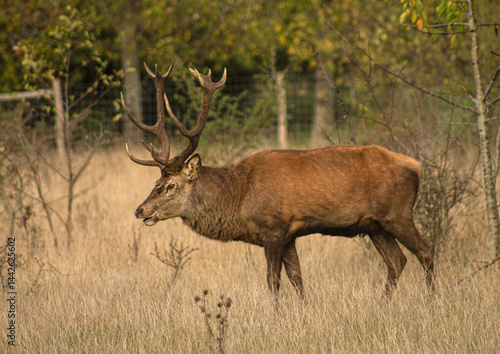 Wallpaper Mural male deer in the wild Torontodigital.ca