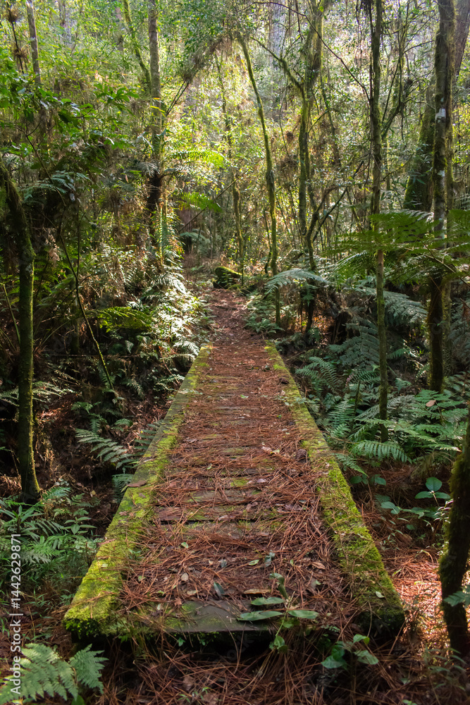 Hiking path in an Araucaria moist forest at the National Forest of Canela (FLONA) - Canela, South of Brazil