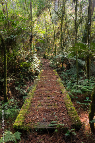 Hiking path in an Araucaria moist forest at the National Forest of Canela (FLONA) - Canela, South of Brazil