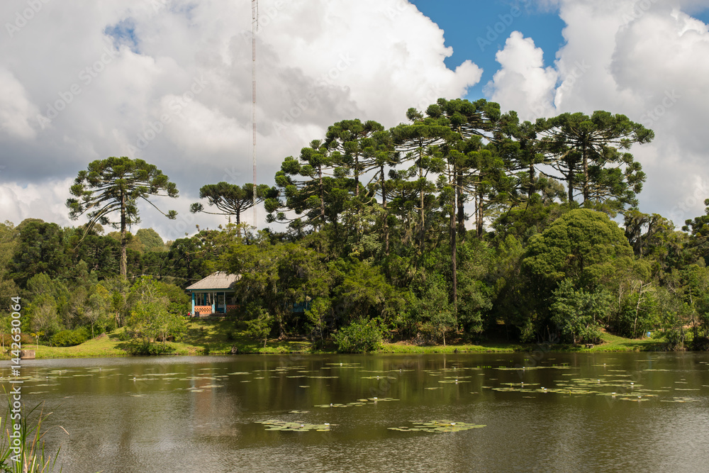 A view of the National Forest of Canela (FLONA) - Canela, South of Brazil