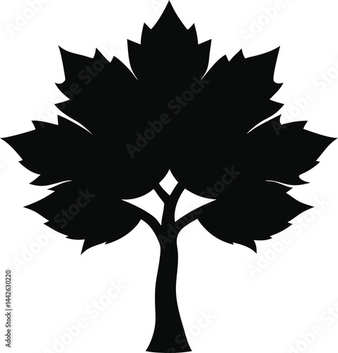 maple tree with broad leaves