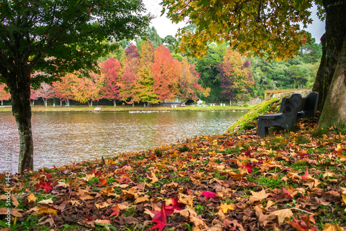 Obraz na płótnie Sao Bernardo Lake in Autumn. Tourist destination in Sao Francisco de Paula, South of Brazil w salonie