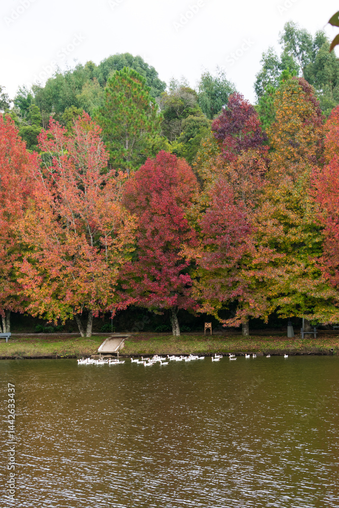 Sao Bernardo Lake in Autumn. Tourist destination in Sao Francisco de Paula, South of Brazil