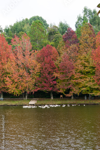 Obraz na płótnie Sao Bernardo Lake in Autumn. Tourist destination in Sao Francisco de Paula, South of Brazil w salonie