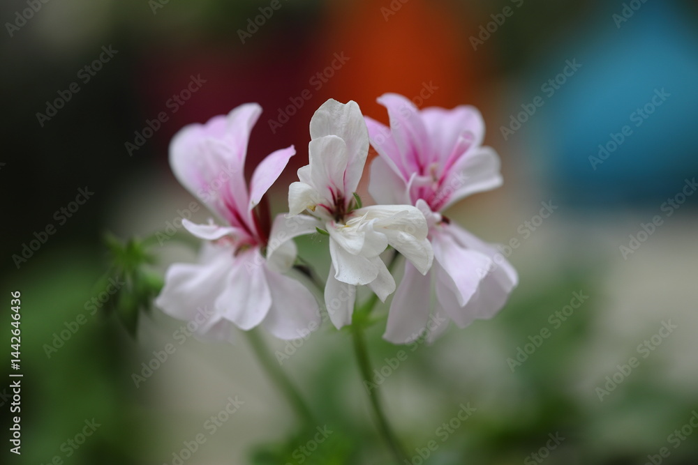 Obraz premium Beautiful Flowers Blooming In The Garden, Bodrum Turkey