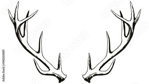 A black and white hand-drawn illustration of symmetrical deer antlers. The rustic and detailed design symbolizes nature, wilderness, and hunting, ideal for logos, decor, and outdoor-themed art.