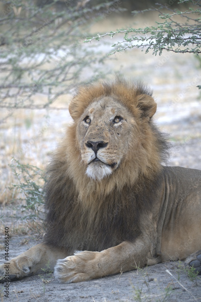 Fototapeta premium Close-up horizontal image of a scarred male African lion lying on grey sandy ground in the Savuti area of Chobe National Park, Botswana. The lion is resting with his front paws stretched forward and h