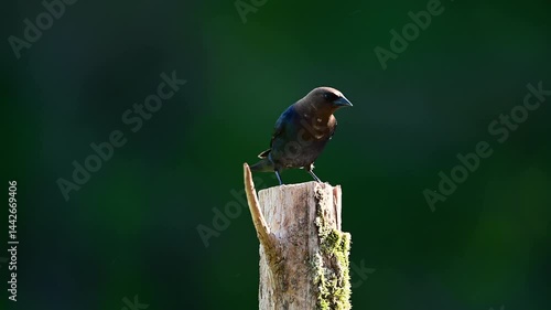 Male brown-headed cowbird on cedar post