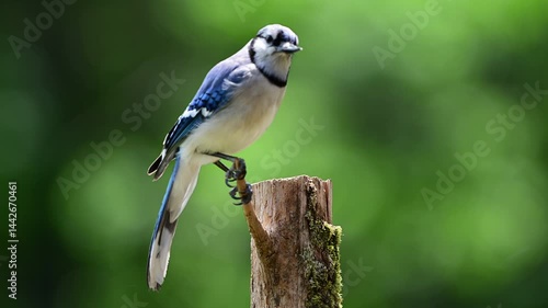 Single bluejay sitting on cedar post