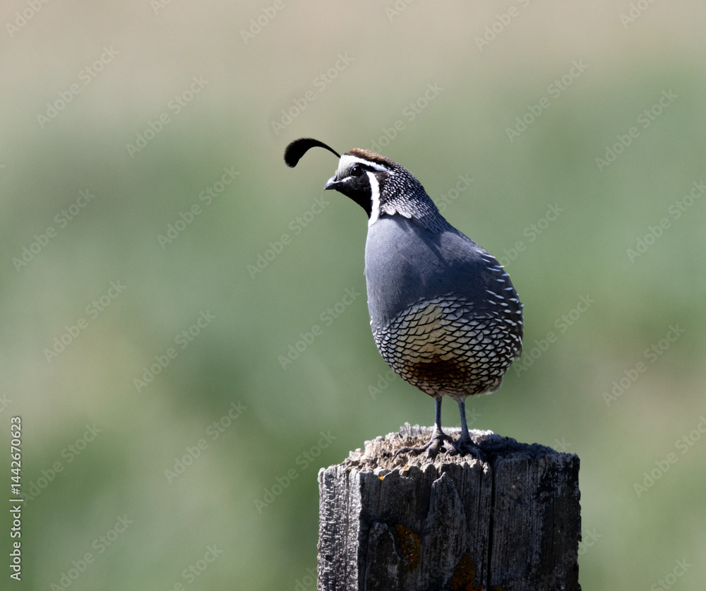 quail on fence post