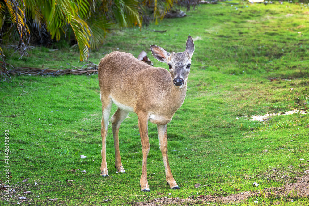 Close up portrait of a Key Deer, Big Pine Key, Florida