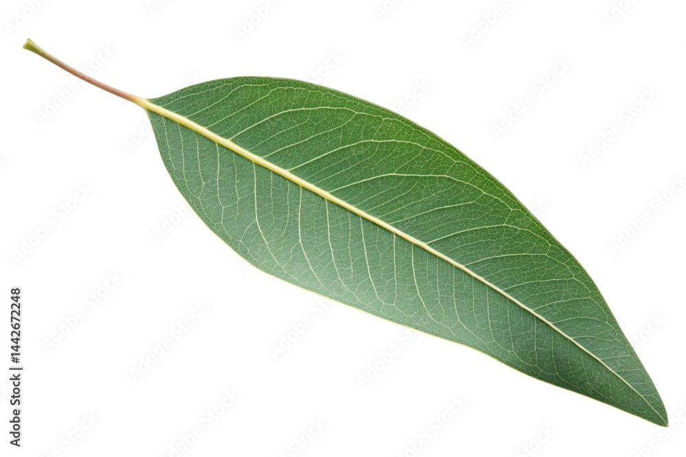 Obraz premium green leaf isolated on white