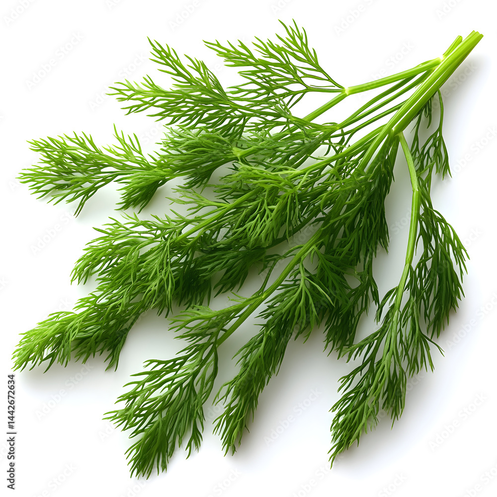 Fresh dill sprig lying on white background