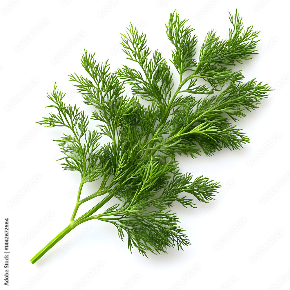 Fresh dill sprig lying on white background