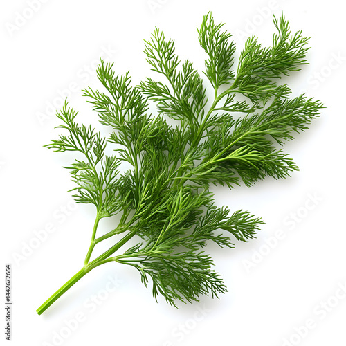 Obraz na płótnie Fresh dill sprig lying on white background w salonie