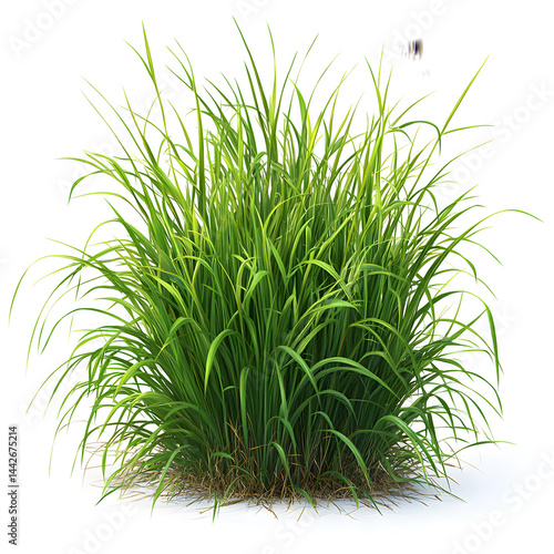 Obraz na płótnie Lush green grass growing on white background w salonie