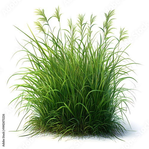 Obraz na płótnie Lush green grass growing on white background w salonie