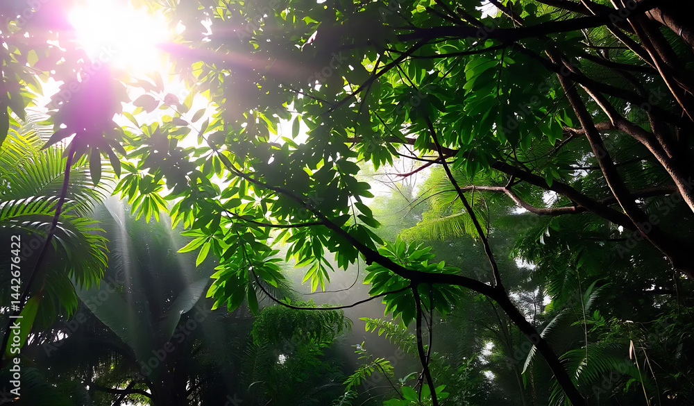 Tropical Rainforest Canopy at Dawn