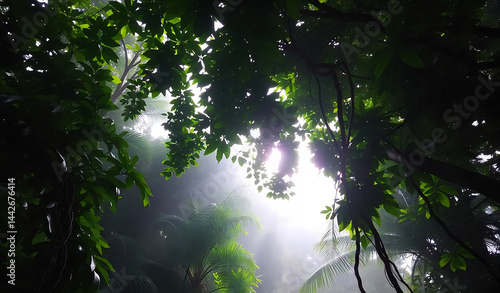 Obraz na płótnie Tropical Rainforest Canopy at Dawn w salonie