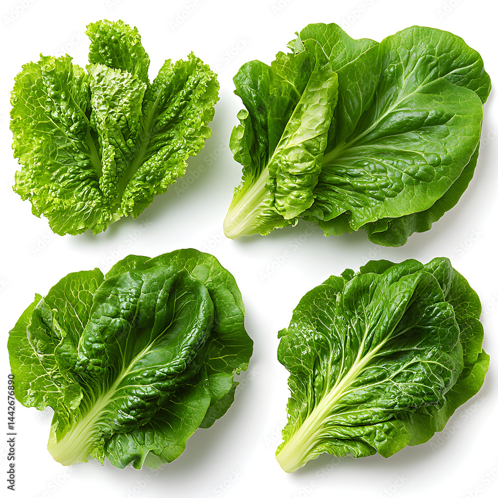 Fresh green lettuce heads forming a pattern on white background