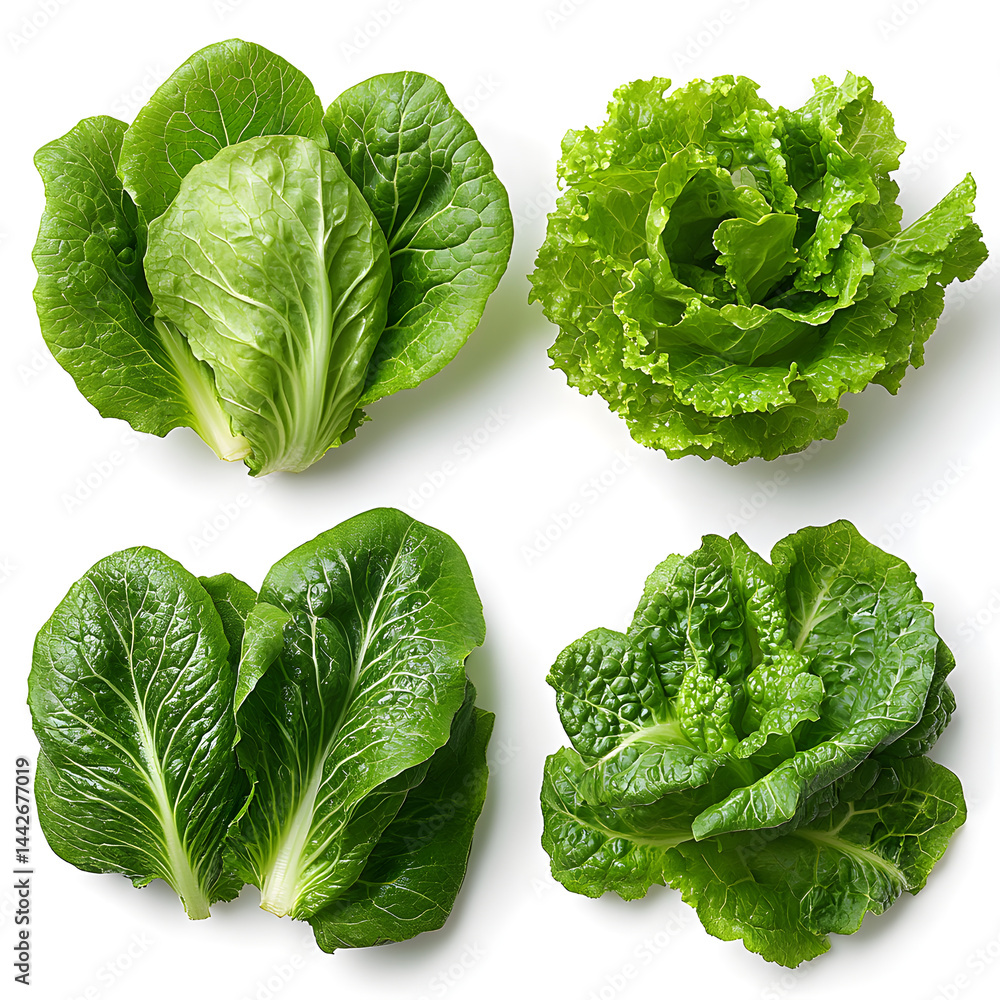 Fresh green lettuce showing different varieties on white background