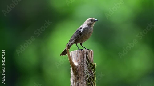 Female brown-headed cowbird perched on cedar post