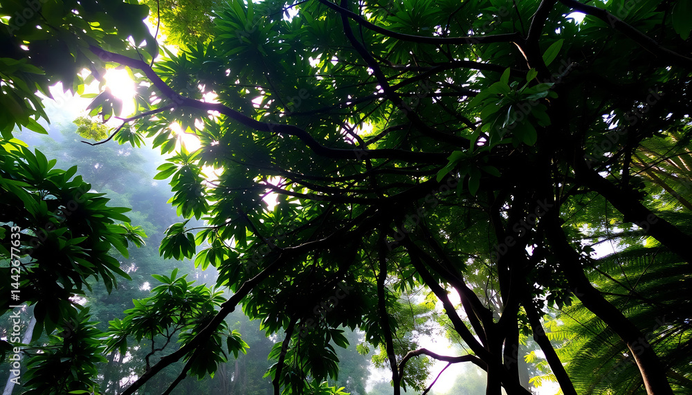 Tropical Rainforest Canopy at Dawn