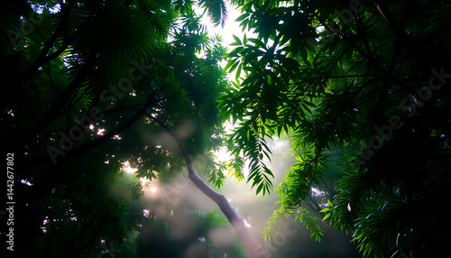 Obraz na płótnie Tropical Rainforest Canopy at Dawn w salonie