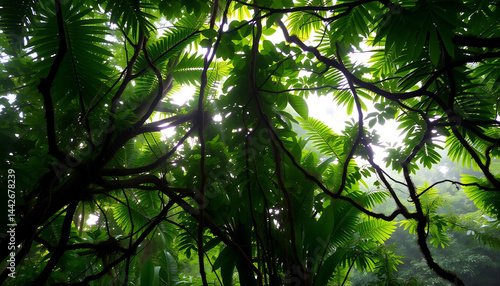Obraz na płótnie Tropical Rainforest Canopy at Dawn w salonie