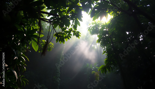 Obraz na płótnie Tropical Rainforest Canopy at Dawn w salonie