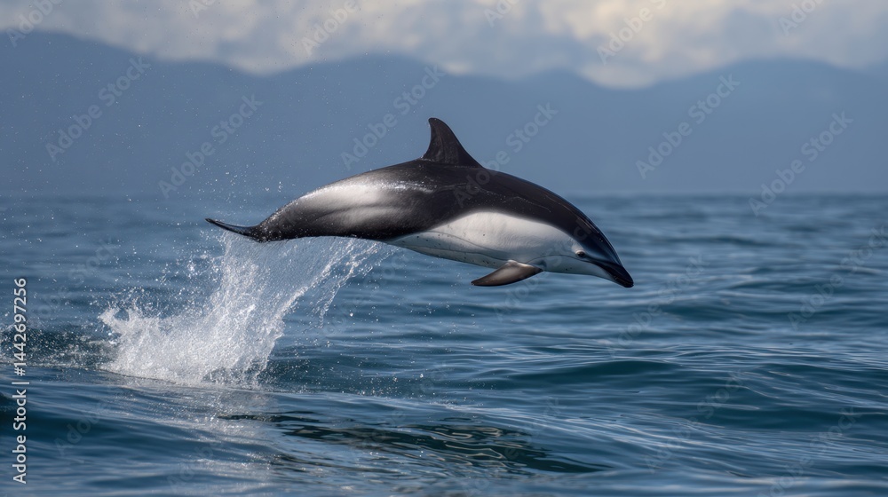 Naklejka premium Leaping Dolphin: A Moment of Marine Grace