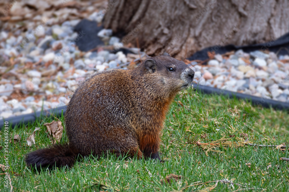 A groundhog or gopher standing on a green lawn in spring.