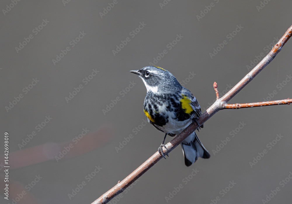 Yellow-rumped warbler perched on branch in spring in Ottawa, Canada