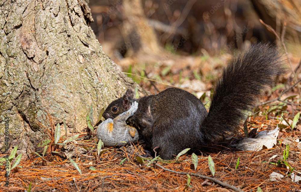 Black squirrel carries her young grey baby under her chin to a safer place after falling out of a tree in the spring forest near the Ottawa river in Canada