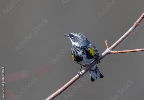 Obraz na płótnie Yellow-rumped warbler perched on branch in spring in Ottawa, Canada w salonie