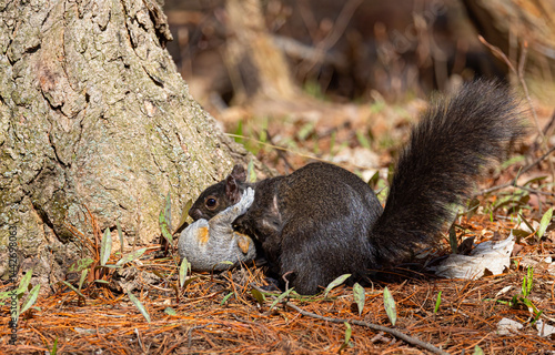 Obraz na płótnie Black squirrel carries her young grey baby under her chin to a safer place after falling out of a tree in the spring forest near the Ottawa river in Canada w salonie