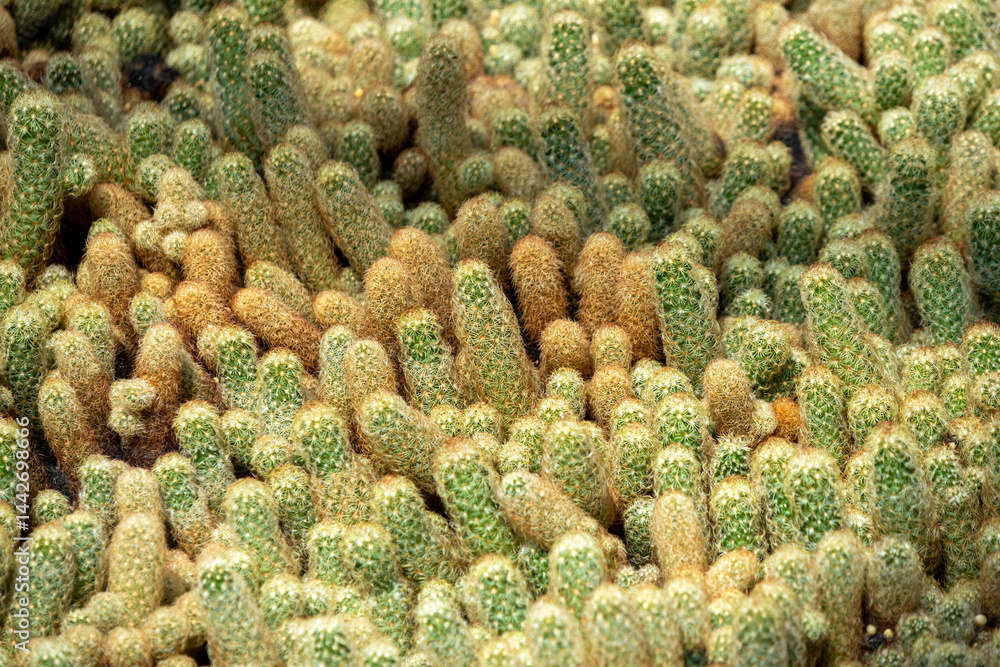 Mammillaria elongata cactus grow in the green house.