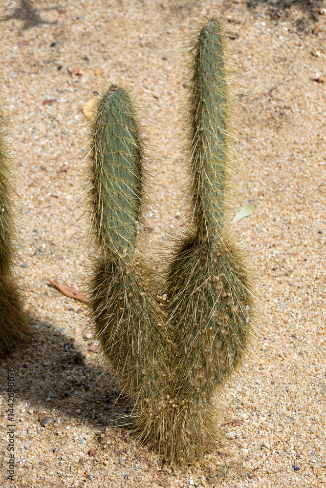 Opuntia pilifera cactus grow in the desert area