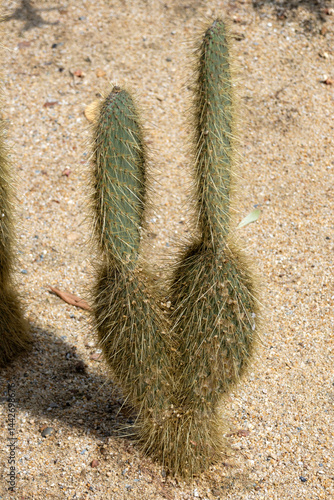 Obraz na płótnie Opuntia pilifera cactus grow in the desert area w salonie