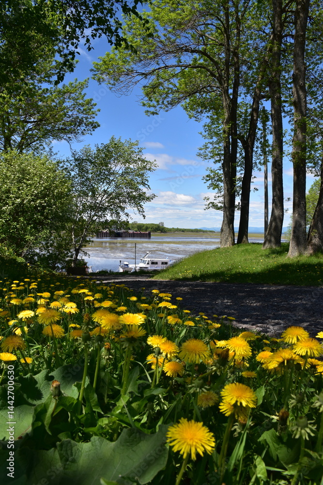 Obraz premium Wildflowers in the park in spring, Montmagny, Québec, Canada