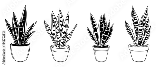 snake plant potted set black and white line art