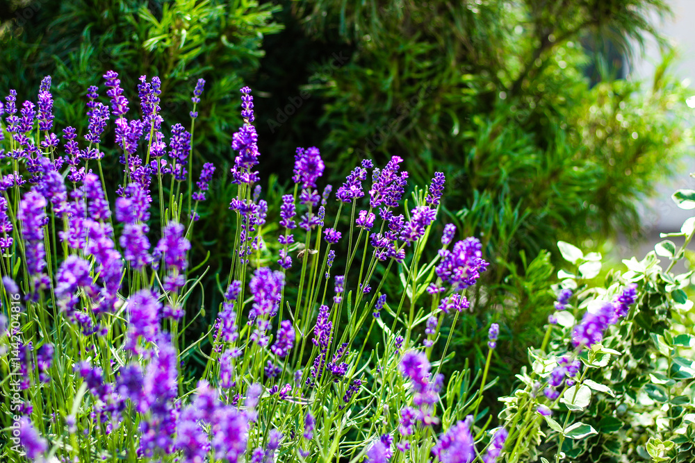 Fototapeta premium Blooming lavender plants in a sunny garden setting during springtime