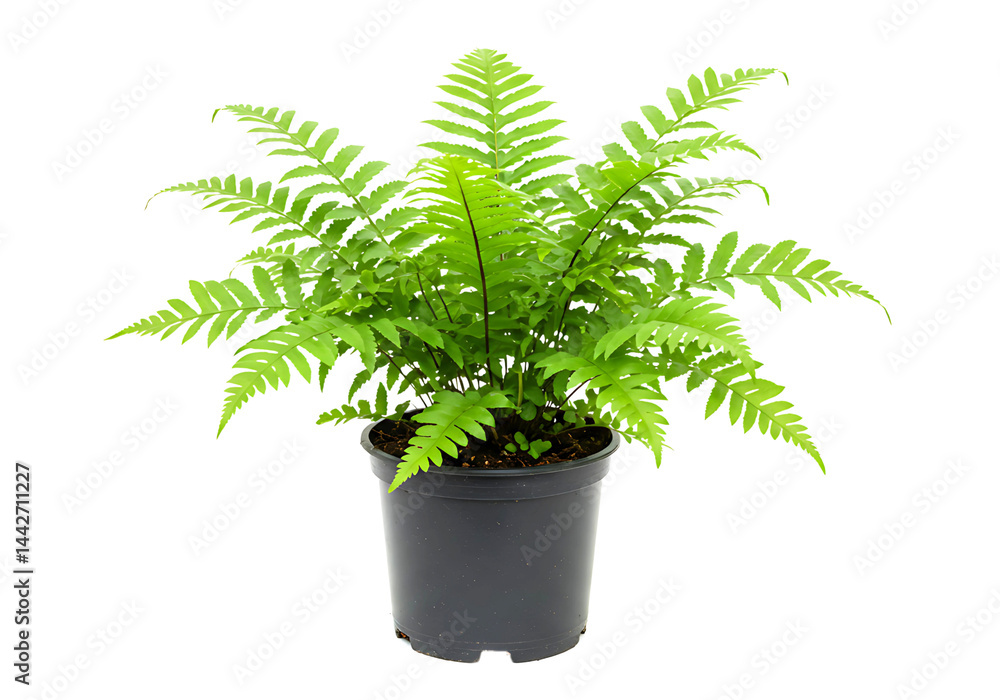 Fototapeta premium Potted Fern Isolated on Transparent Background