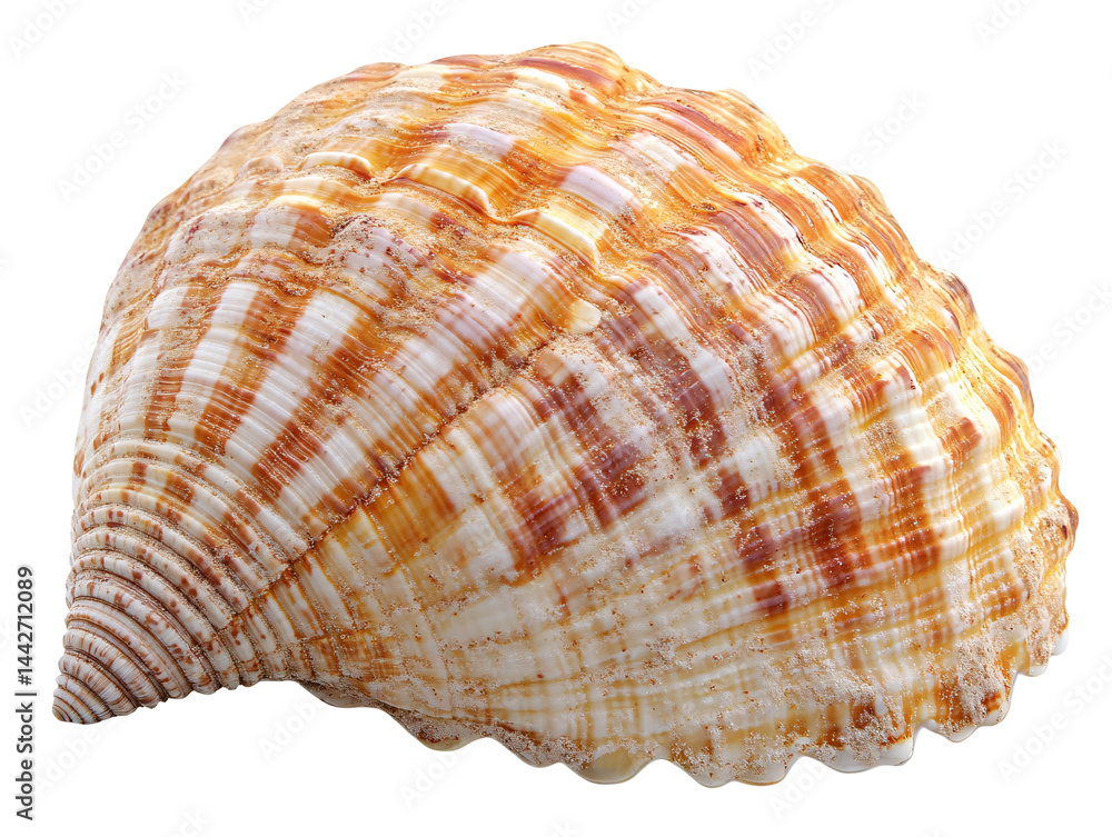 a close up of a shell a close up of a shell